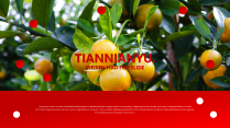 【红色】橙子树喜庆丰收水果极简计划市场销售PPT示例3
